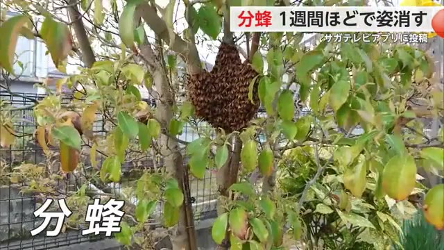 ハチがお引越し中「分蜂」1週間ほどで姿消す【佐賀県佐賀市】
