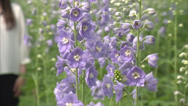 青や紫など鮮やかな花"デルフィニウム" 出荷作業進む【佐賀県】