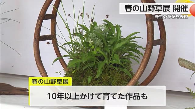鉢に野生の草花を植え"自然を表現"する「春の山野草展」28日まで開催中【佐賀県】