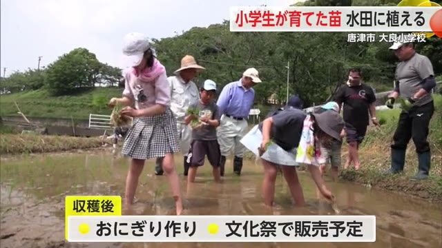 農業の大切さを知って 小学生が種もみから育てた苗を田植え【佐賀県唐津市】