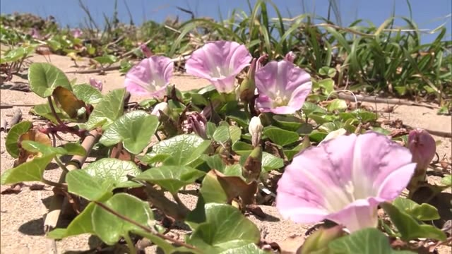 初夏の訪れを告げる「ハマヒルガオ」唐津市の海岸で薄紫の可憐な花咲く【佐賀県】