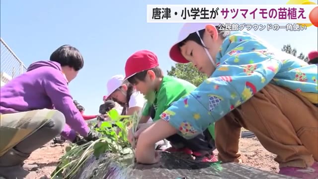 「おいもさんおおきくなってね～」唐津の小学生がサツマイモの苗植えに挑戦【佐賀県】