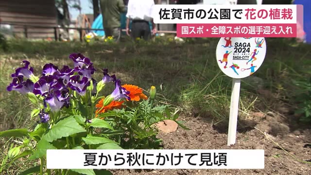 国スポ・全障スポへ向け SAGA2024のガーデンピックと約500本の花が植えられる【佐賀県】