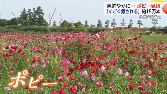赤やピンクなど約15万本のポピーの花が見ごろ 佐賀空港近く【佐賀県佐賀市】