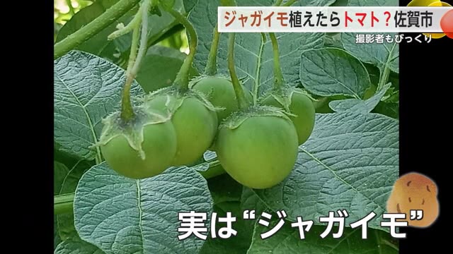 ジャガイモに芽が出て植えたら…トマト?【佐賀県】