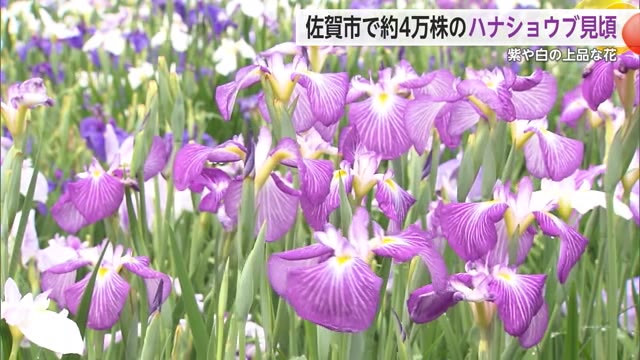 上品な紫や白のハナショウブが見頃 近くで楽しめる「花しょうぶ園」【佐賀県佐賀市】
