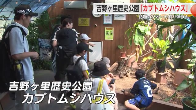 珍しいカブトムシ観察や話題の”ジオード割り”楽しめる 吉野ヶ里歴史公園で8月18日まで【佐賀県】