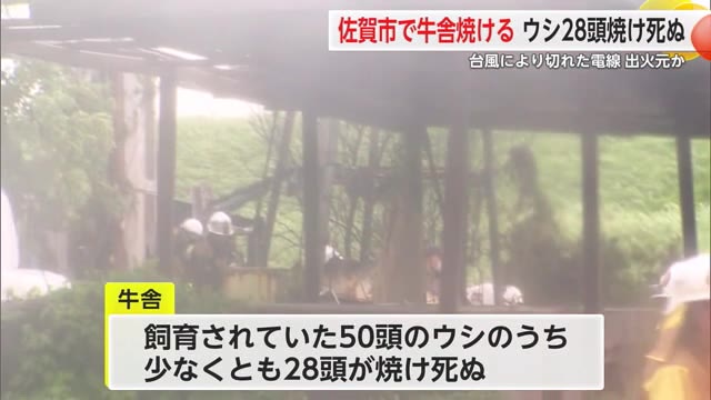 佐賀市で牛舎焼ける火事で28頭焼死  強風により切れた電線による火事か【佐賀県】