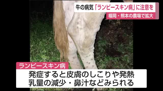 ウシや水牛の病気「ランピースキン病」福岡や熊本で拡大 県内でも対策急ぐ【佐賀県】