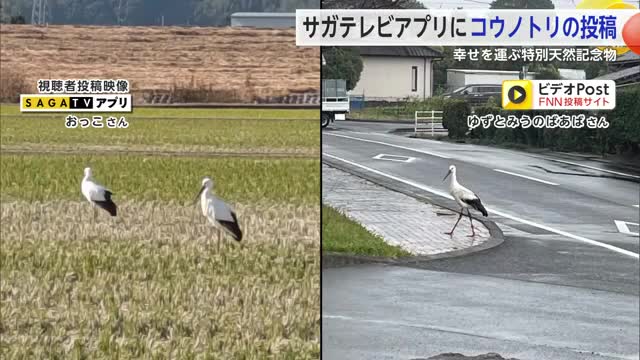 幸せを運ぶ鳥・コウノトリ サガテレビアプリに投稿相次ぐ【佐賀県】