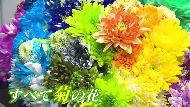 “規格外”の菊をカラフルに染めて…若手菊農家の新たな取り組み【佐賀県唐津市】｜佐賀のニュース｜サガテレビ