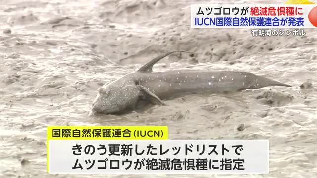 ムツゴロウがIUCNの絶滅危惧種に指定 漁獲量減少【佐賀県】