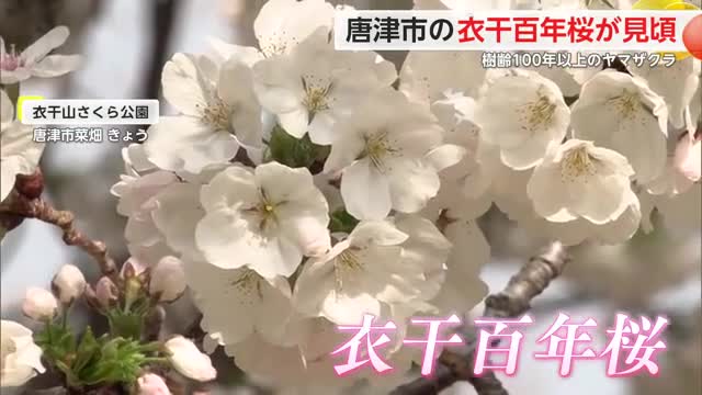 樹齢100年を超える唐津市の"衣干百年桜" 今年も美しい花咲かせる【佐賀県】