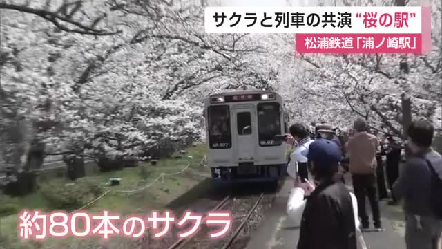 桜並木の中を走る列車が人気 松浦鉄道「浦ノ崎駅」でサクラ見ごろ 【佐賀県伊万里市】