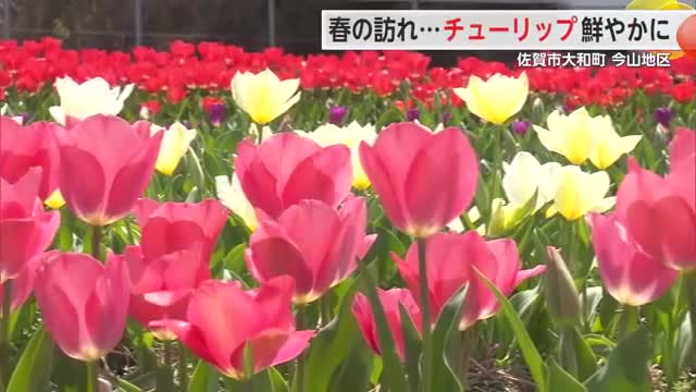 春の訪れ… 約7200株のピンクや白のチューリップが見頃 佐賀市大和町【佐賀県】