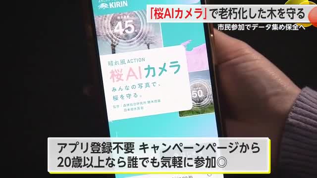 「桜AIカメラ」写真でサクラの健康状態を表示 老朽化した木を守る【佐賀県】
