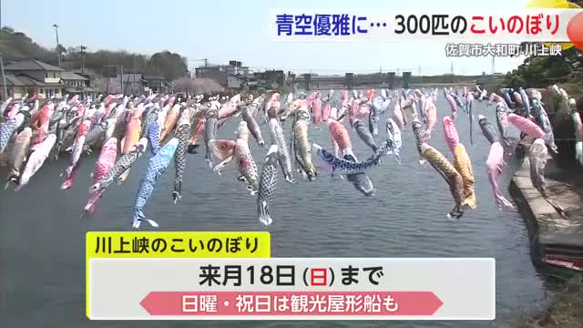 「川上峡春まつり」開催中 約300匹のこいのぼりを楽しめる【佐賀県】