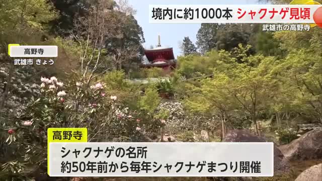 武雄市の高野寺でシャクナゲまつり 約20種類・1000本ほどが見ごろ【佐賀県】