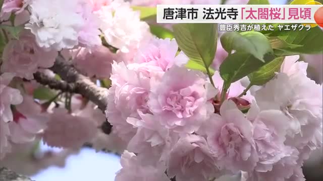 豊臣秀吉が植えたとされる法光寺の「太閤桜」見ごろを迎える【佐賀県唐津市】