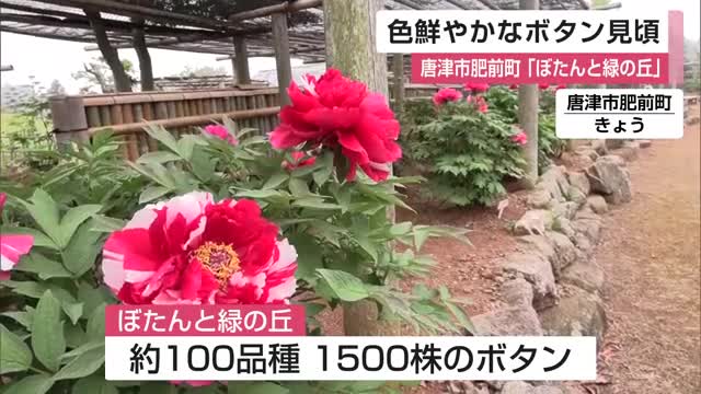 赤やピンクの色鮮やかな約100品種1500株のボタン見ごろ 「ぼたんと緑の丘」【佐賀県唐津市】