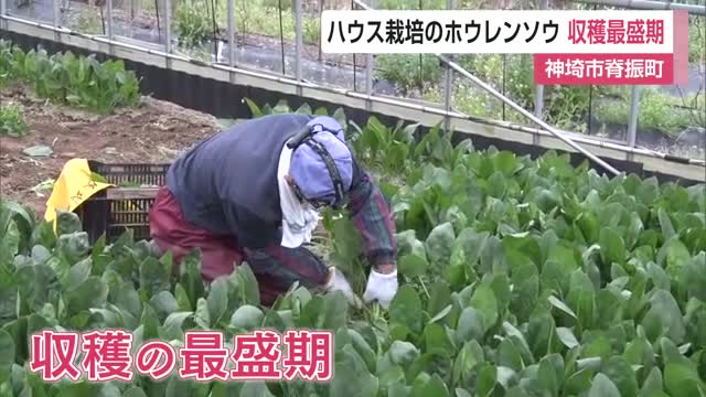 「味は良い、 自信持てる」神埼市でホウレンソウ収穫 最盛期迎える【佐賀県】