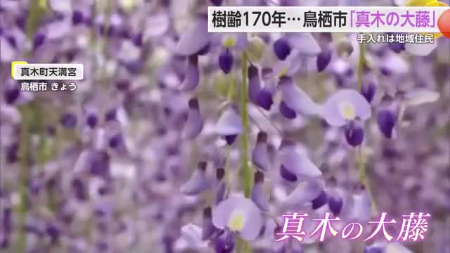 「真木の大藤」が見ごろ GWにオススメの花の名所も紹介【佐賀県】