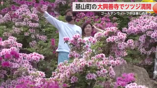 ”ツツジ寺”大興善寺で色鮮やかなツツジ満開 見頃迎える【佐賀県基山町】
