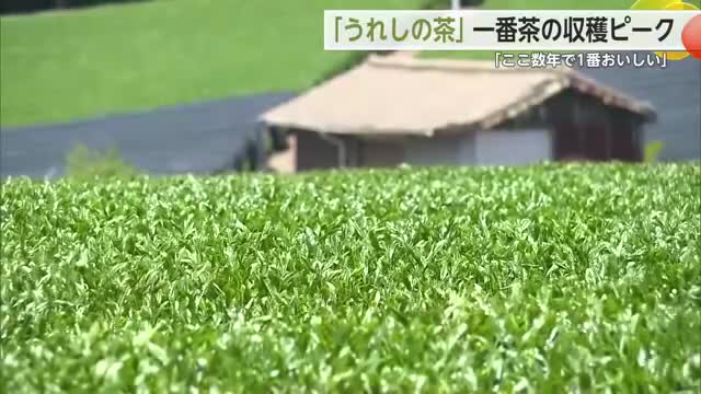 「ここ数年で一番おいしい」うれしの茶 一番茶の収穫ピーク【佐賀県】