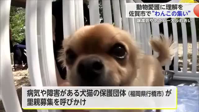 動物愛護に理解を 佐賀市で犬や飼い主が参加しイベント 障害ある犬の譲渡会なども【佐賀県】