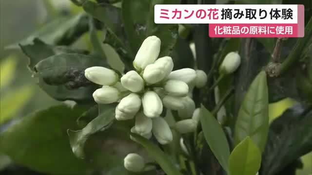 「商品になると思ったらわくわく」化粧品の原料になるミカンの花摘み取り体験【佐賀県】