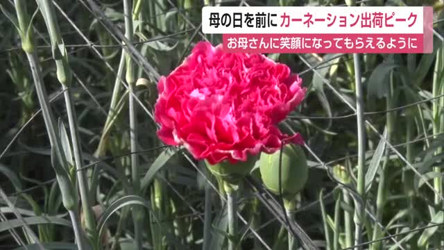 5月11日は母の日 贈り物として人気のカーネーションが収穫ピーク【佐賀県】