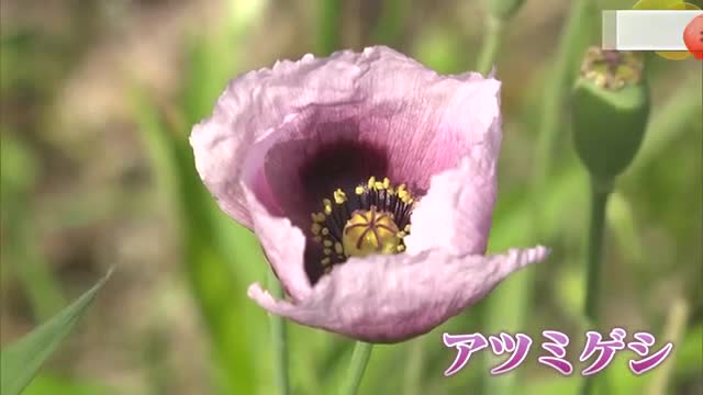 「見つけたら連絡を」違法なケシに注意【佐賀県】