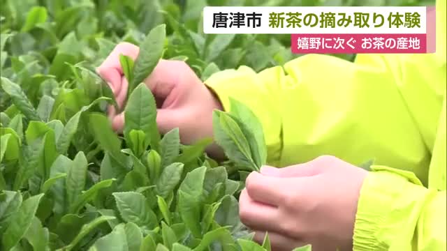 唐津市で新茶摘み体験 感触や香り楽しむ 嬉野に次ぐお茶の産地【佐賀県】