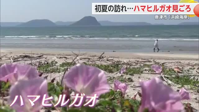 初夏の訪れ告げる「ハマヒルガオ」唐津市の海岸彩る【佐賀県】