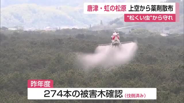 国の特別名勝「虹の松原」松くい虫防除で薬剤を空中散布【佐賀県】