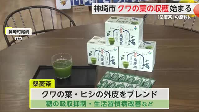 神埼市の特産品「桑菱茶」の原料 桑の葉の刈り取り始まる 【佐賀県】