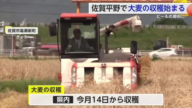 佐賀平野で"大麦の収穫"始まる ビールの原料に【佐賀県】