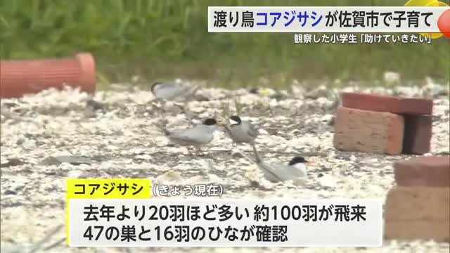 絶滅危惧種「コアジサシ」浄水場跡地で巣作り16羽のヒナ確認 去年より20羽多い100羽飛来【佐賀県】