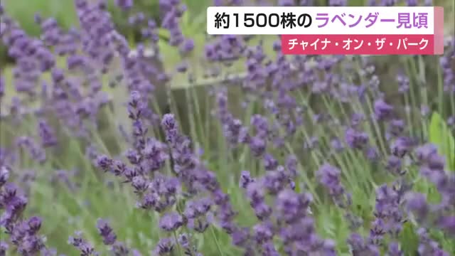 約1500株のラベンダー見頃 チャイナ・オン・ザ・パーク 有田町【佐賀県】