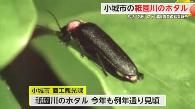 初夏の風物詩 小城市の祇園川でホタル見頃迎える 【佐賀県】