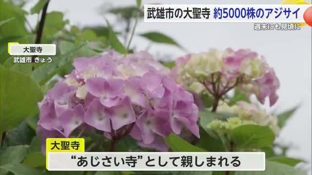 約5000株のアジサイが楽しめる 武雄市・大聖寺で「あじさい祭り」【佐賀県】