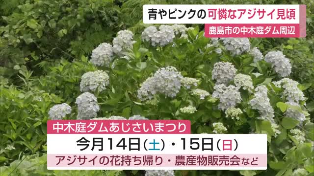 青やピンクの可憐なアジサイ見頃 鹿島市の中木庭ダム周辺【佐賀県】
