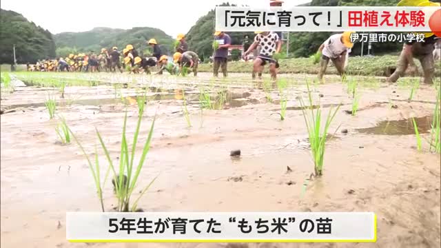 伊万里市の小学校で田植え体験 全校児童80人が泥だらけに【佐賀県】
