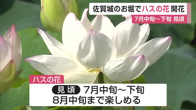 手のひらとほぼ同じ15センチ…佐賀城公園の「ハス」早朝から咲き始めて午後には花を閉じる 【佐賀県】