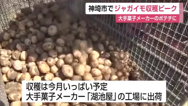 大手菓子メーカーのポテトチップスに 神埼市でジャガイモ収穫ピーク【佐賀県】