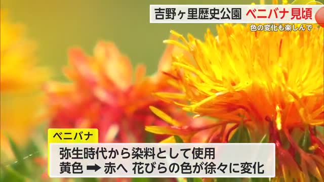 弥生時代から染料として使用“ベニバナ”見頃 吉野ヶ里歴史公園【佐賀県】