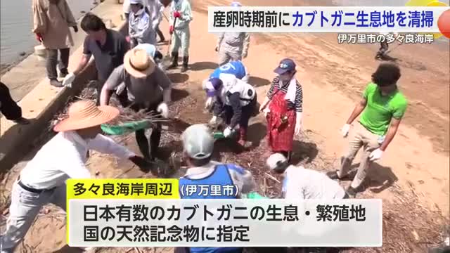 産卵時期前にカブトガニ生息地 多々良海岸を清掃【佐賀県伊万里市】