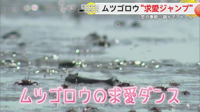 この時期 佐賀ならではの光景が！有明海の干潟に生息する「ムツゴロウ」【佐賀県】