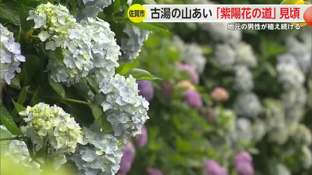「雨の中見るのもいい」古湯山なか紫陽花の道 アジサイ見頃【佐賀県】