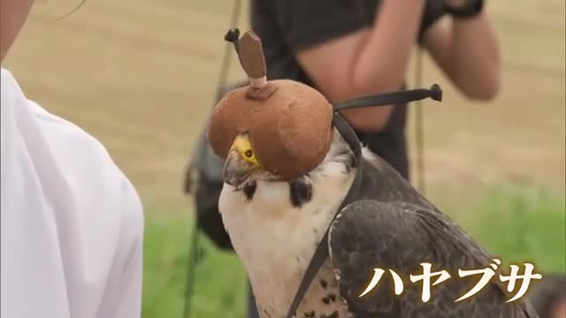 保護されていた「ハヤブサ」鷹匠のもとで回復し無事に放鳥される【佐賀県】